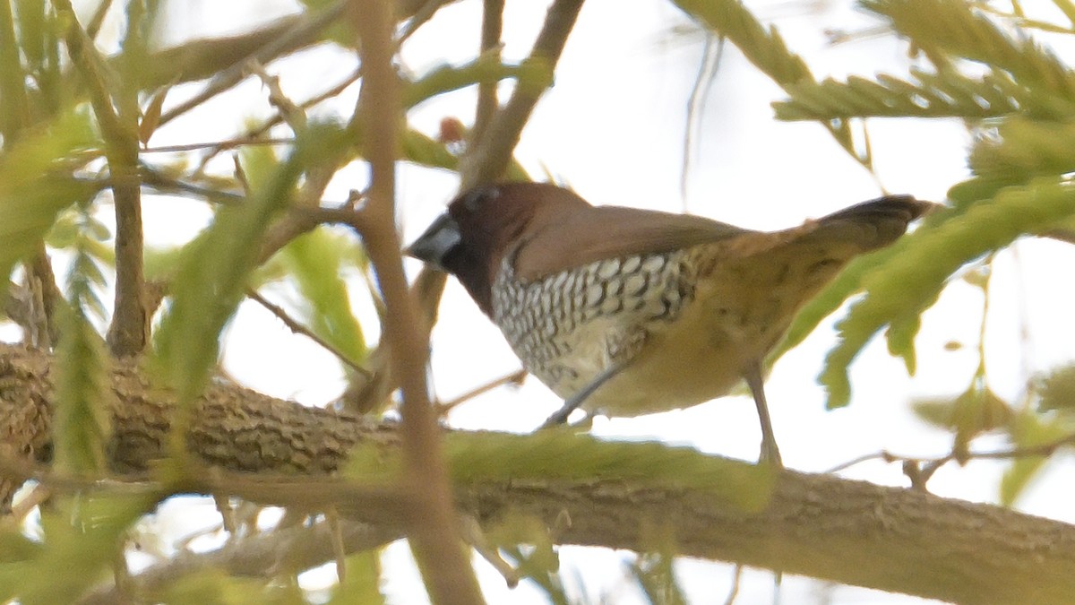 Scaly-breasted Munia - Donel Jensen