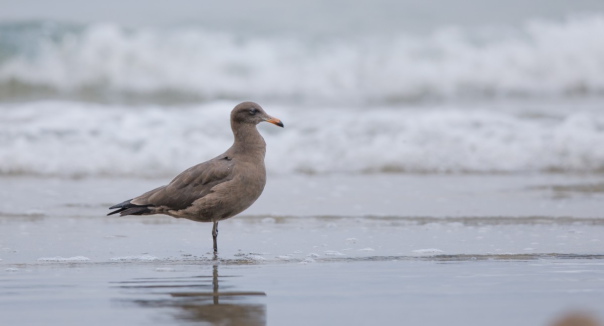 Heermann's Gull - ML622773506