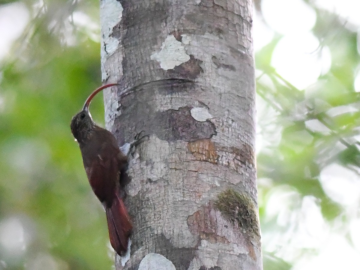 Curve-billed Scythebill - ML622773558