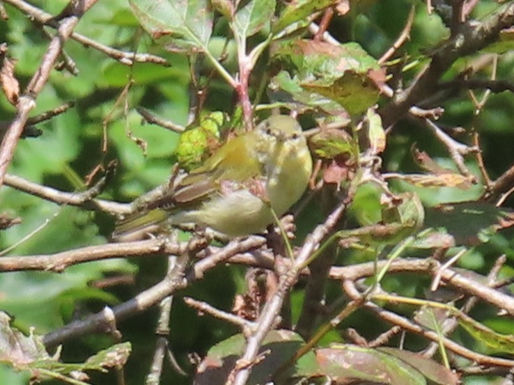 Tennessee Warbler - ML622773589