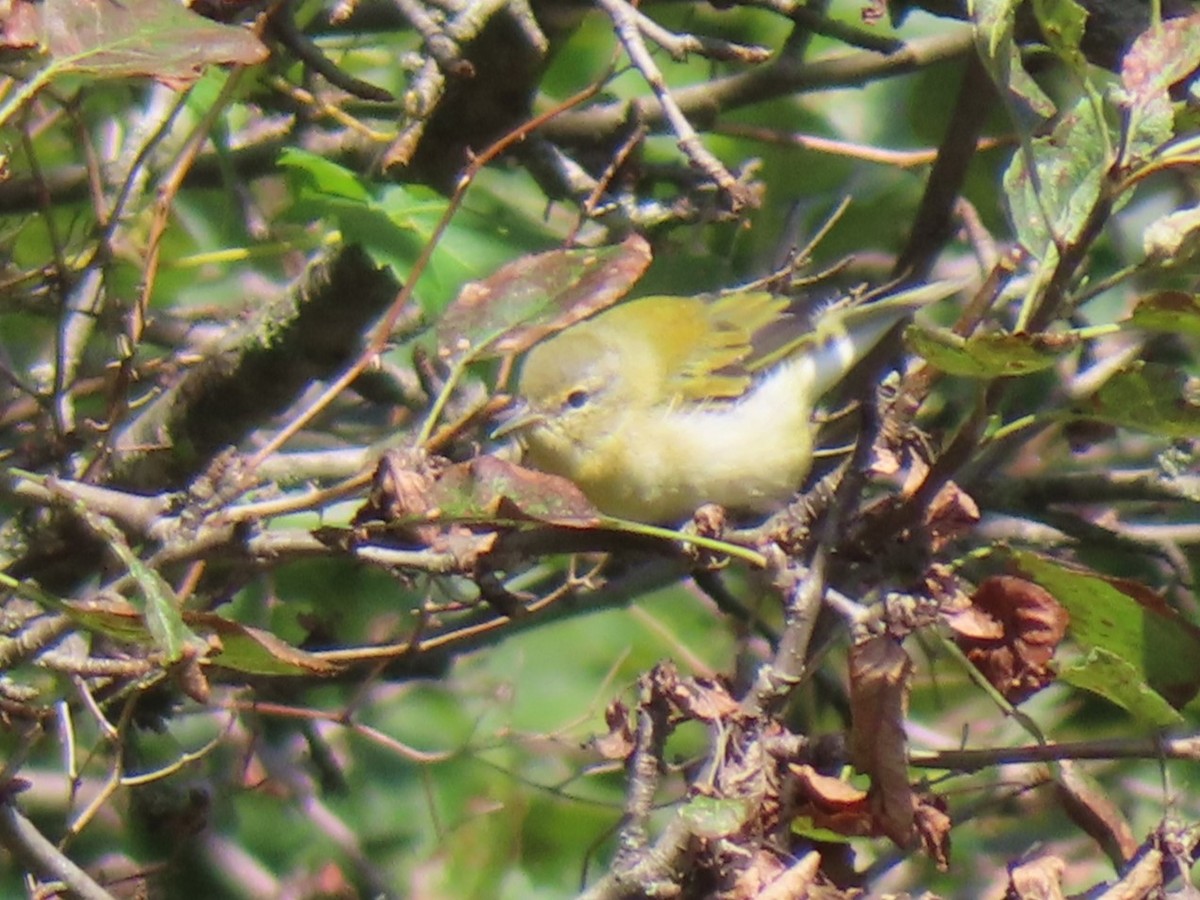 Tennessee Warbler - ML622773590