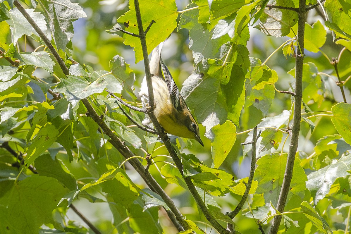 Blackburnian Warbler - ML622773616