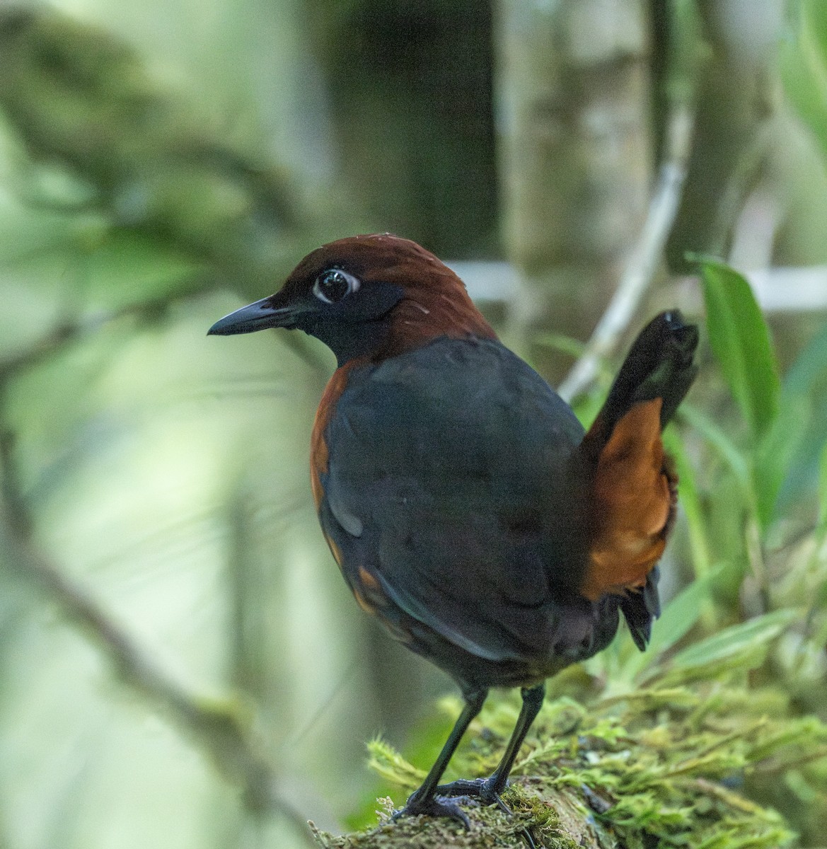 Rufous-breasted Antthrush - ML622773620