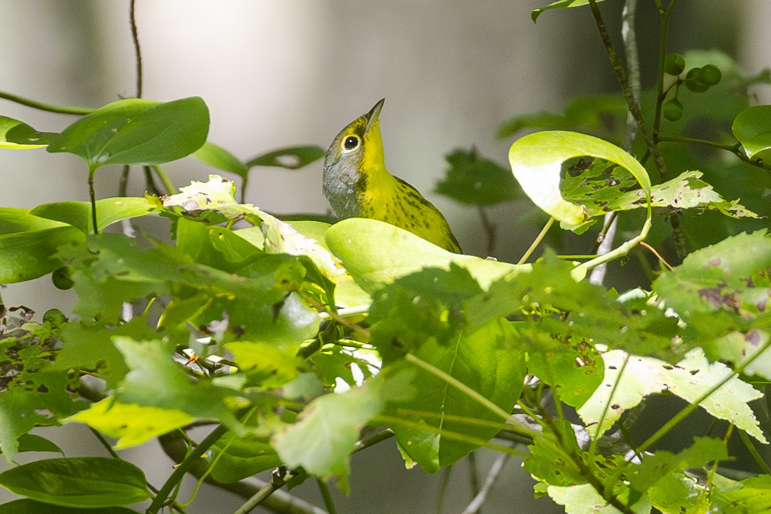 Canada Warbler - ML622773624