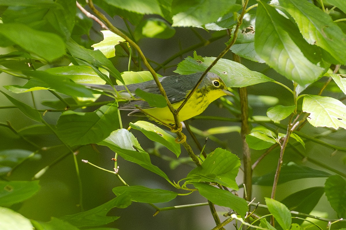 Canada Warbler - ML622773625