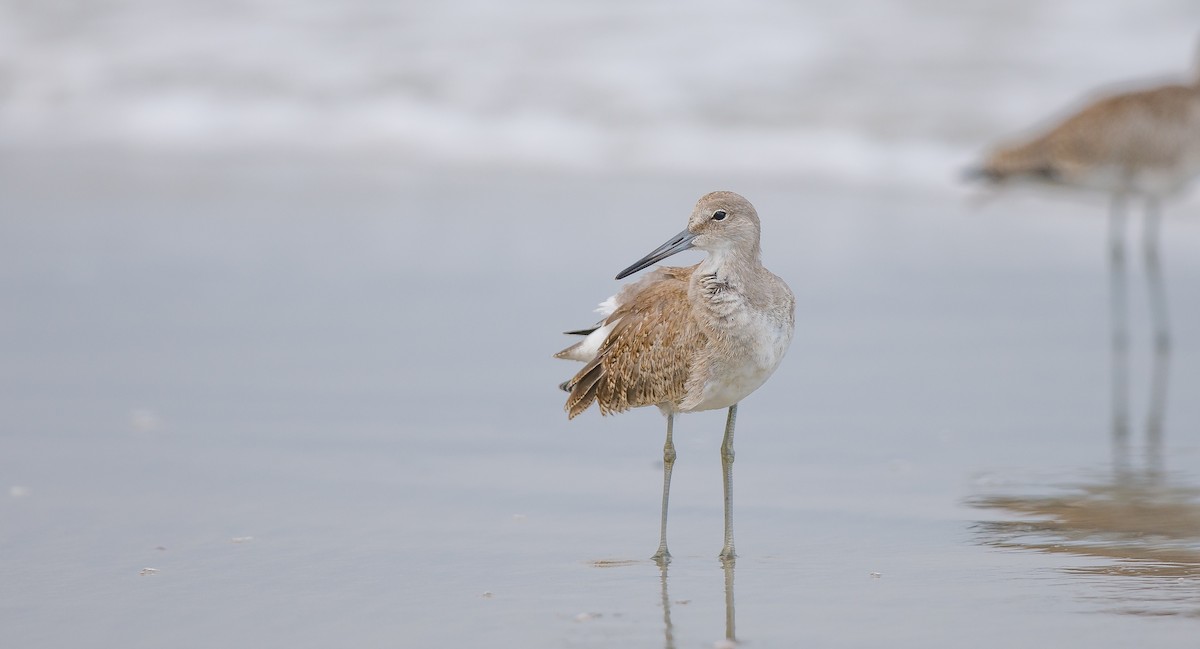 Willet (Western) - ML622773696