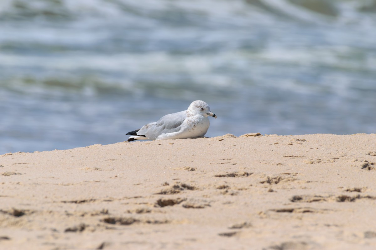 Ring-billed Gull - ML622773699