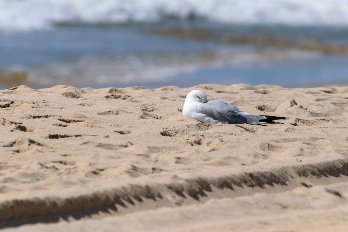 Ring-billed Gull - ML622773701