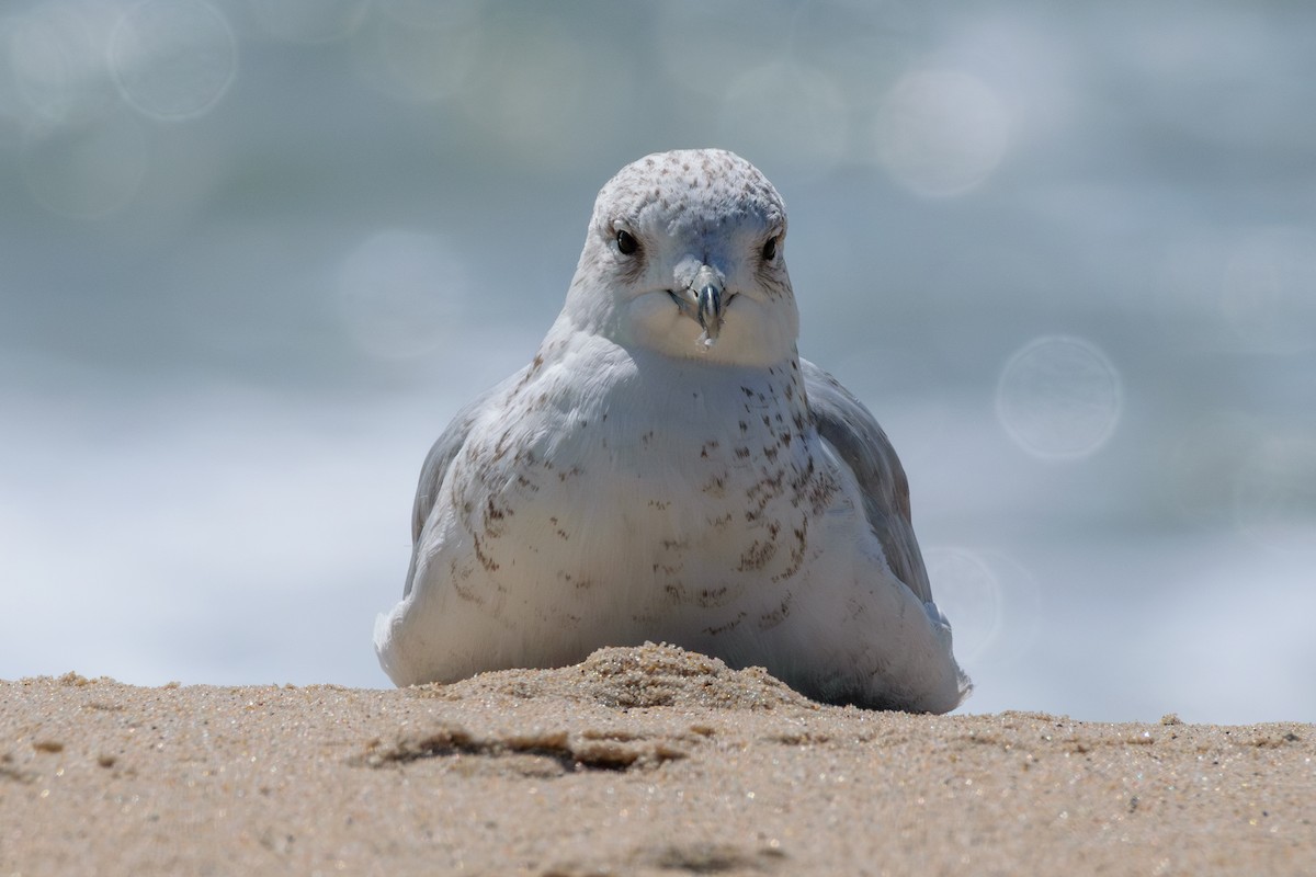 Ring-billed Gull - ML622773706