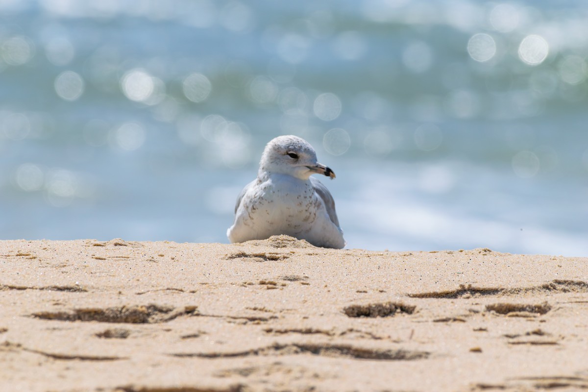 Ring-billed Gull - ML622773712