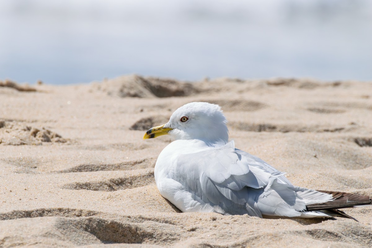 Ring-billed Gull - ML622773714