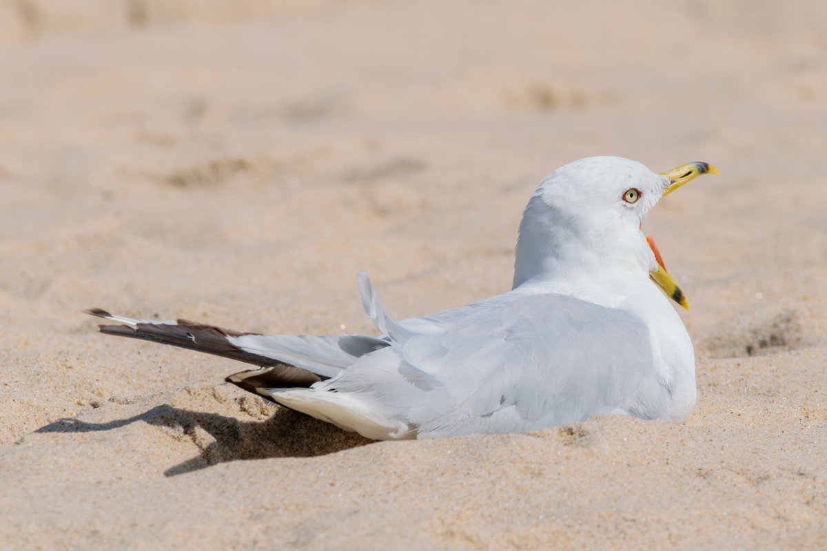 Ring-billed Gull - ML622773749