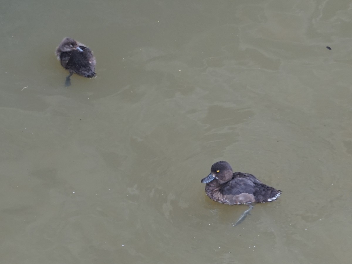 Tufted Duck - ML622773772