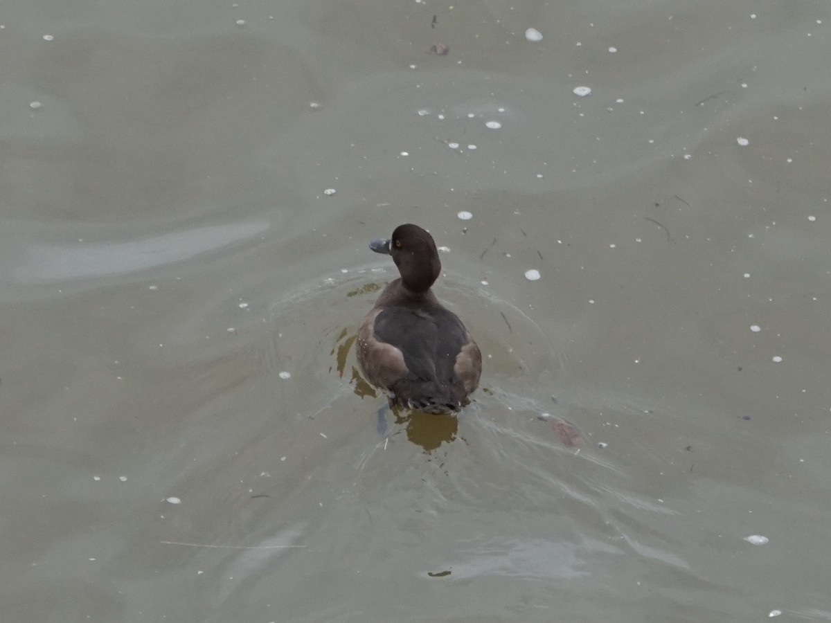 Tufted Duck - ML622773776