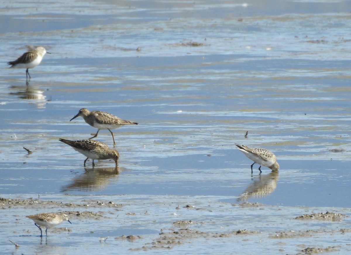 Bécasseau sanderling - ML622773809