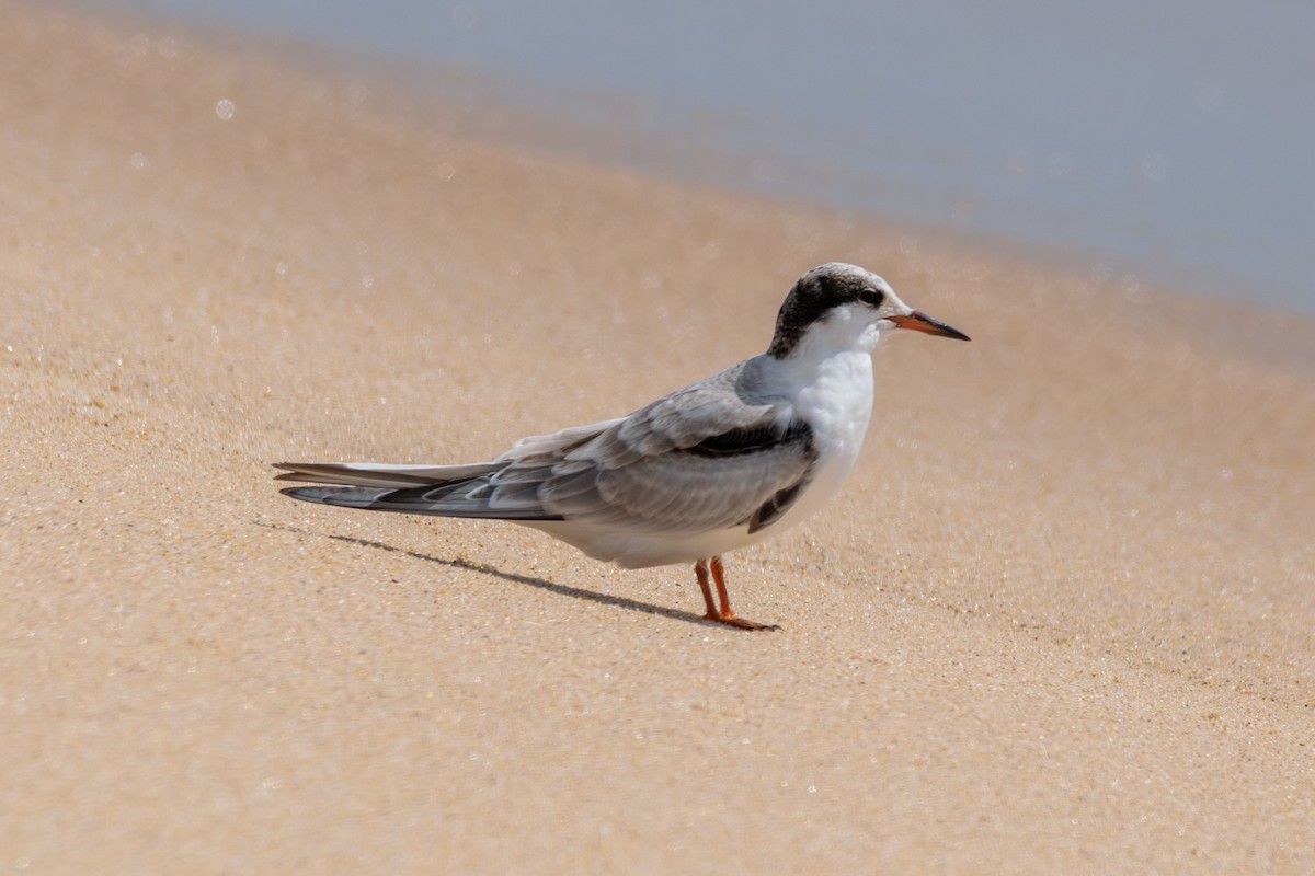 Common Tern - ML622773822