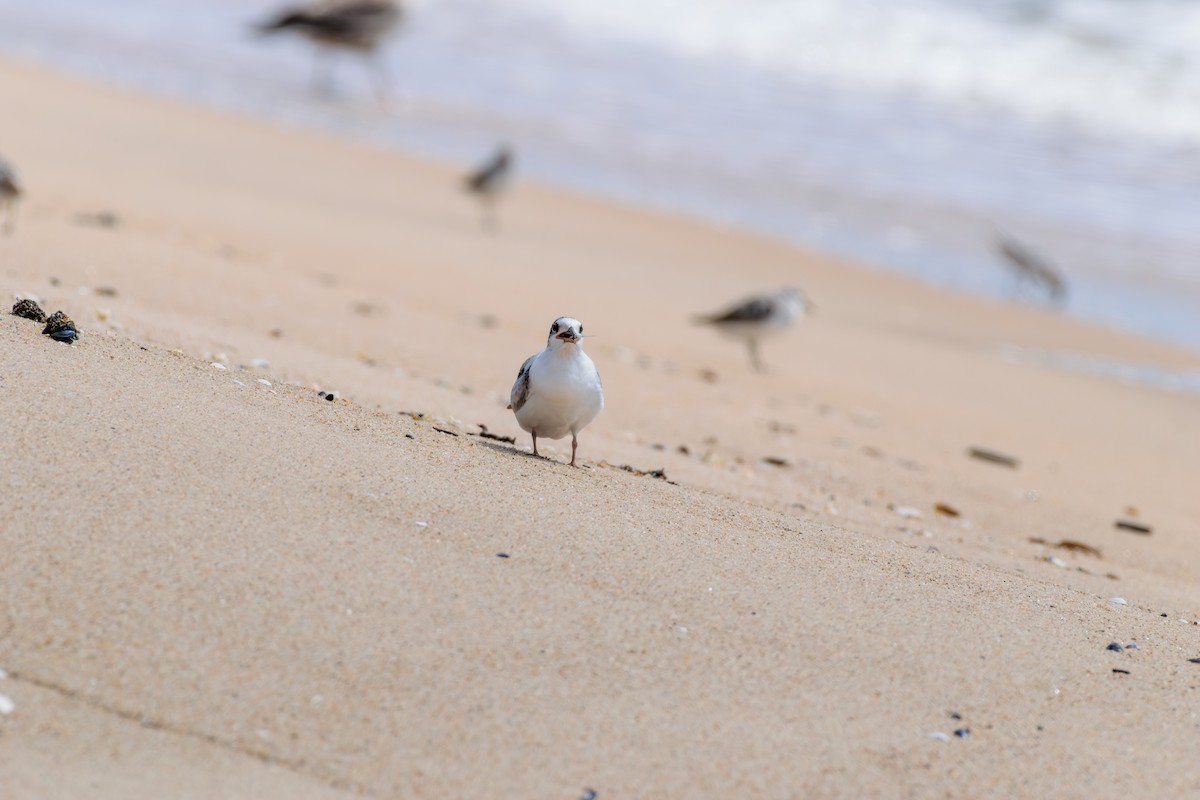 Common Tern - ML622773825