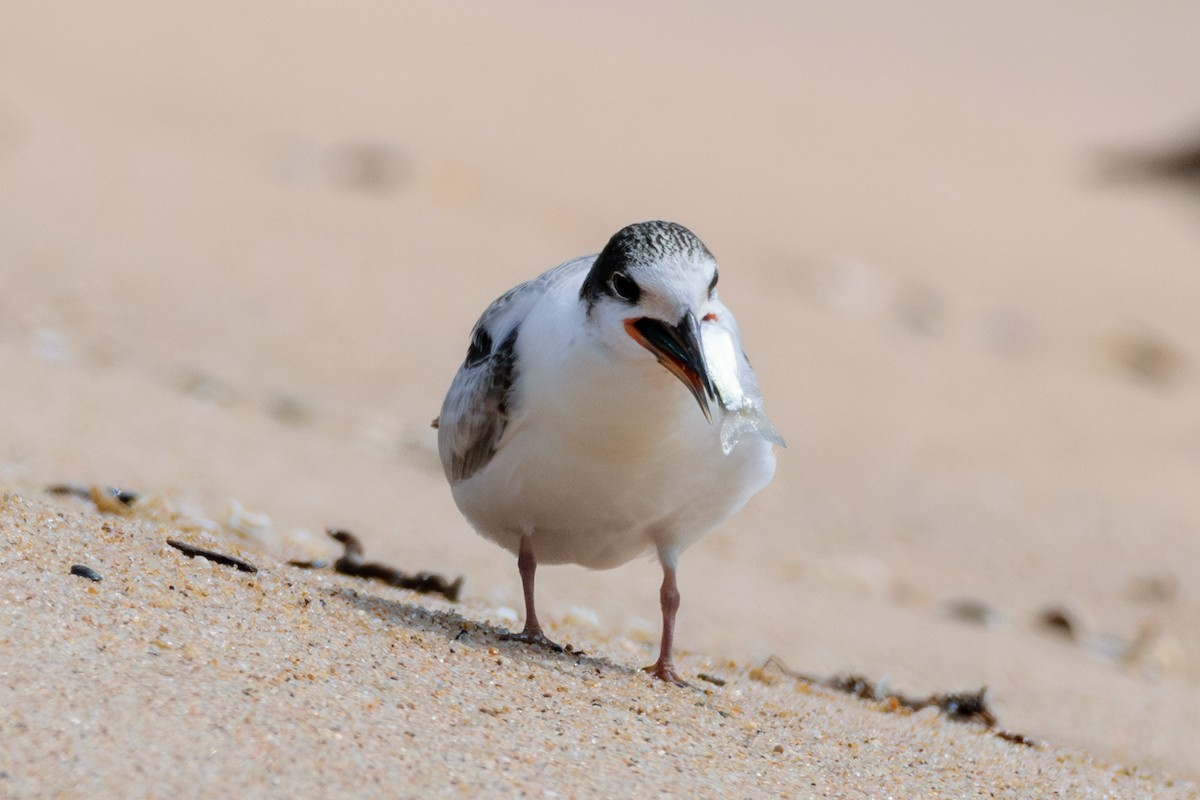 Common Tern - ML622773826