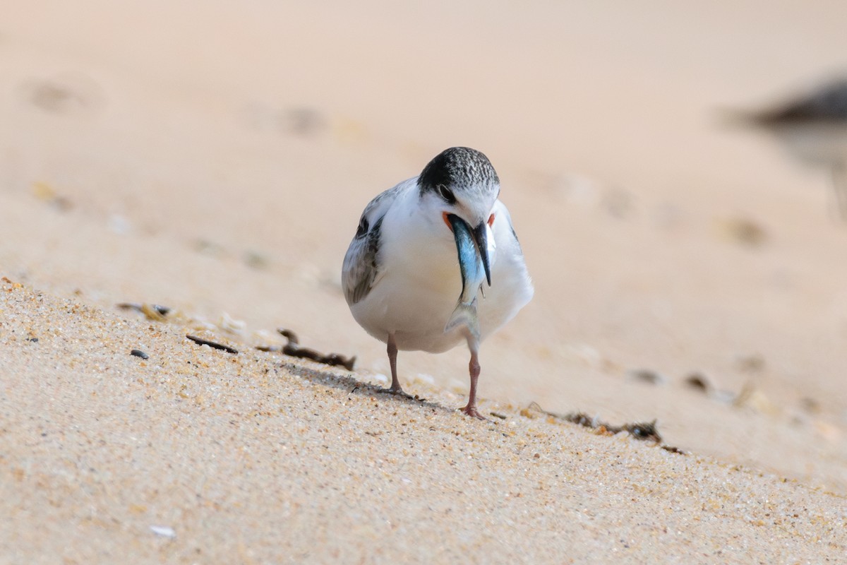 Common Tern - ML622773829