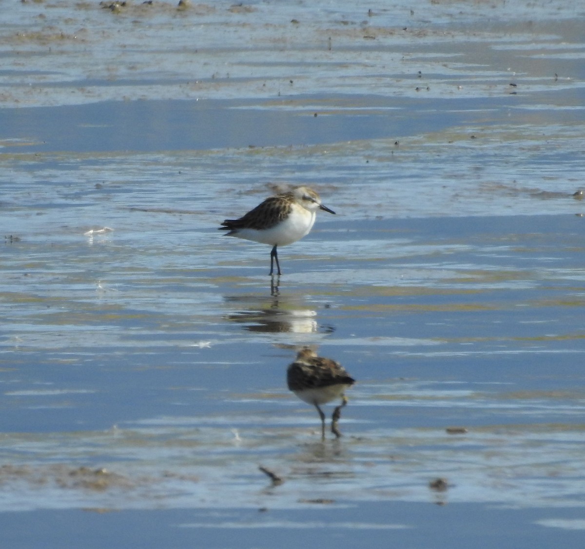 Bécasseau sanderling - ML622773830