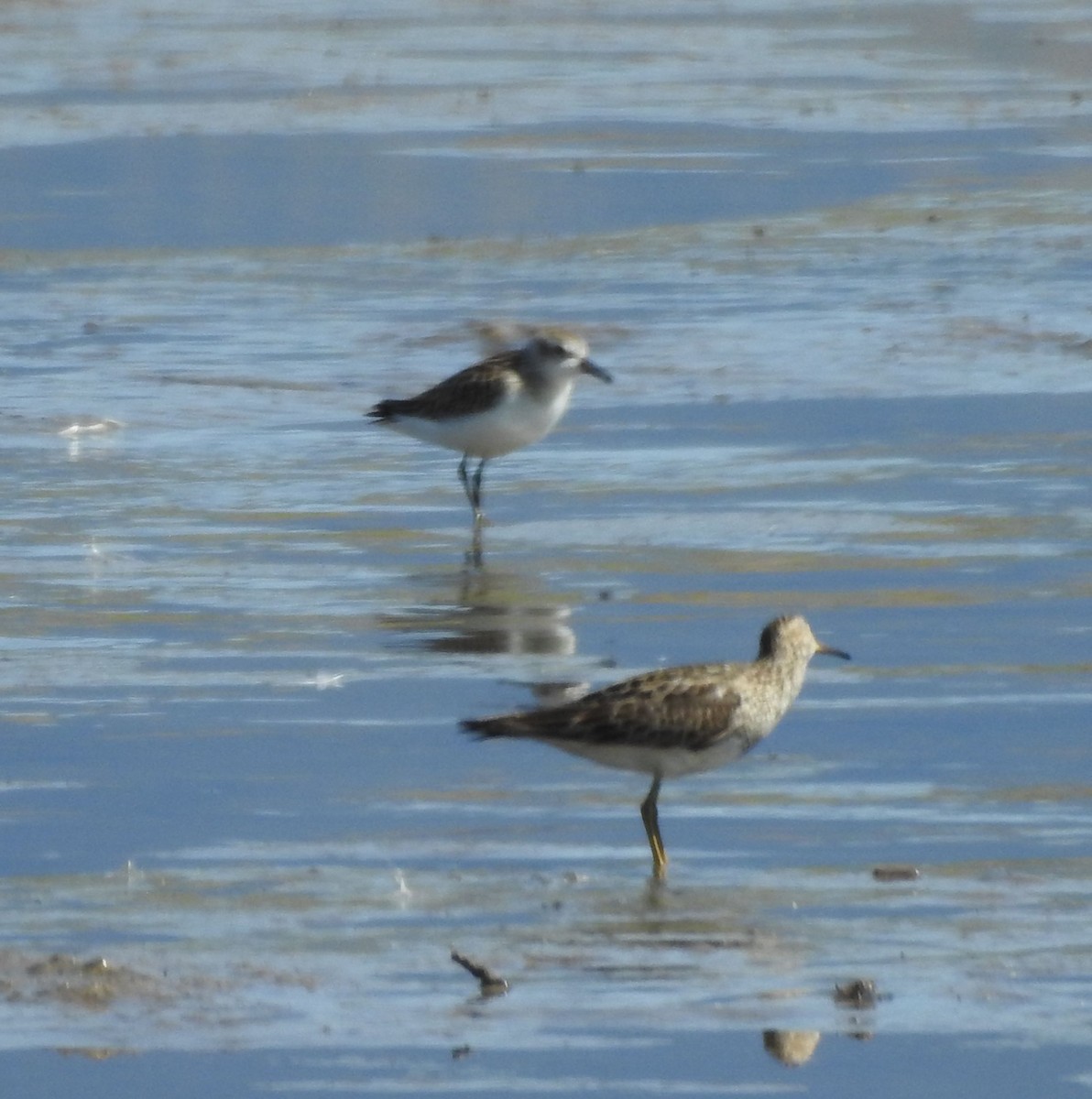 Bécasseau sanderling - ML622773831