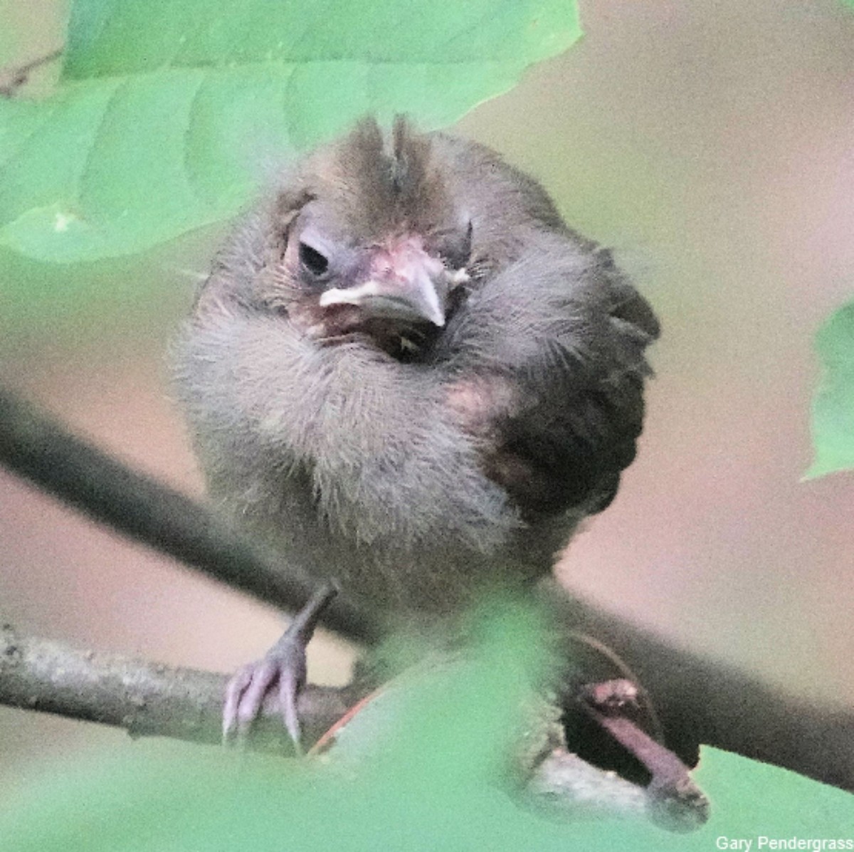 Northern Cardinal - ML622773832
