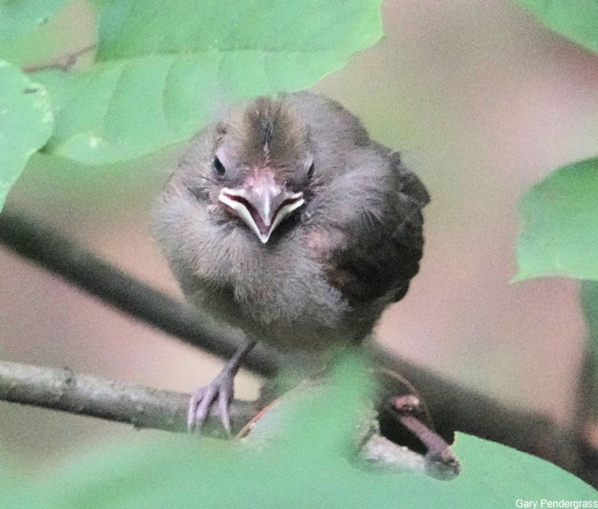 Northern Cardinal - ML622773833