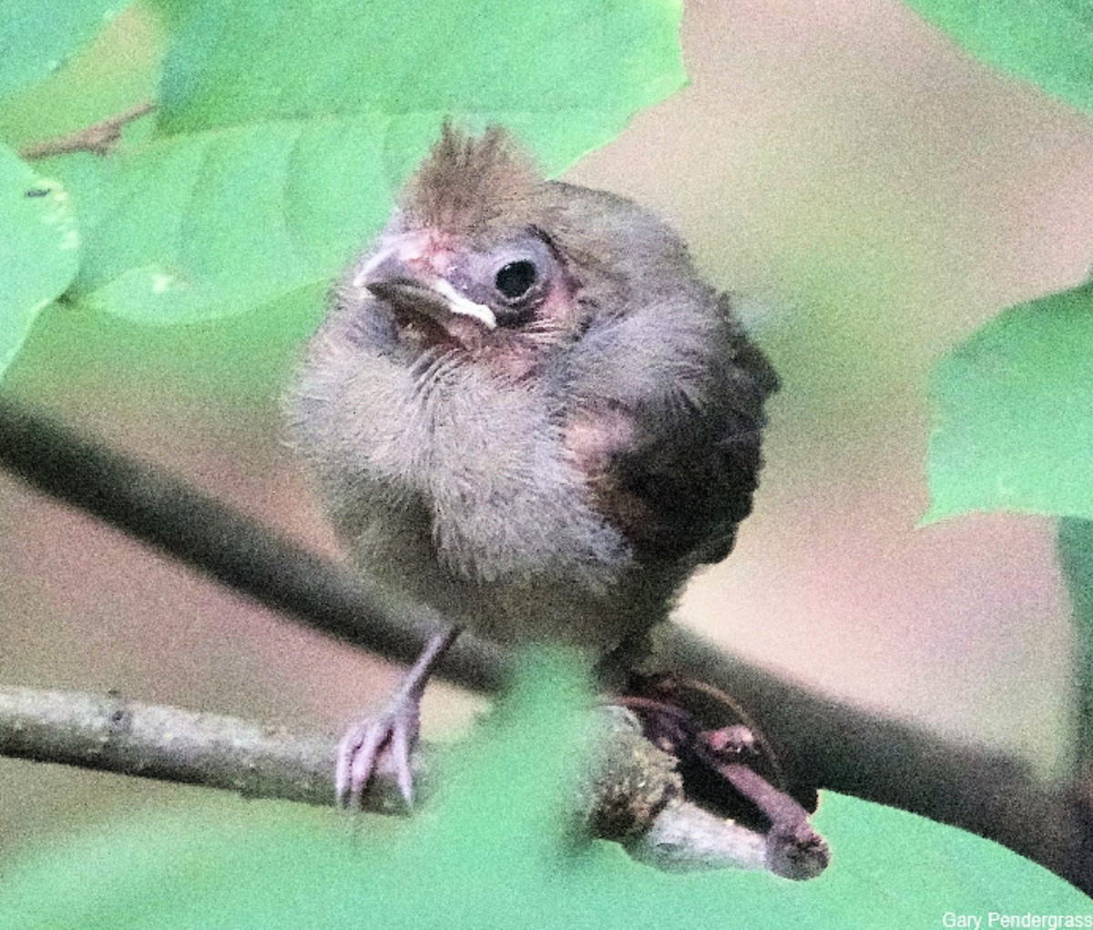 Northern Cardinal - ML622773834