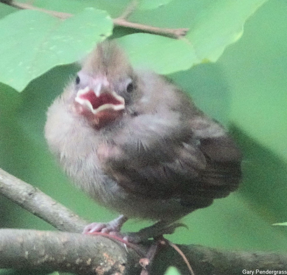 Northern Cardinal - ML622773835