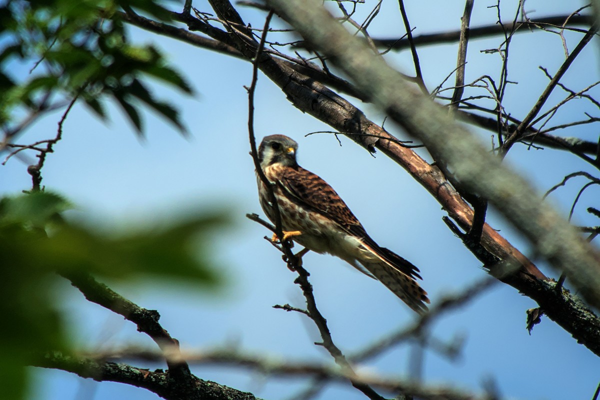 American Kestrel - ML622773836