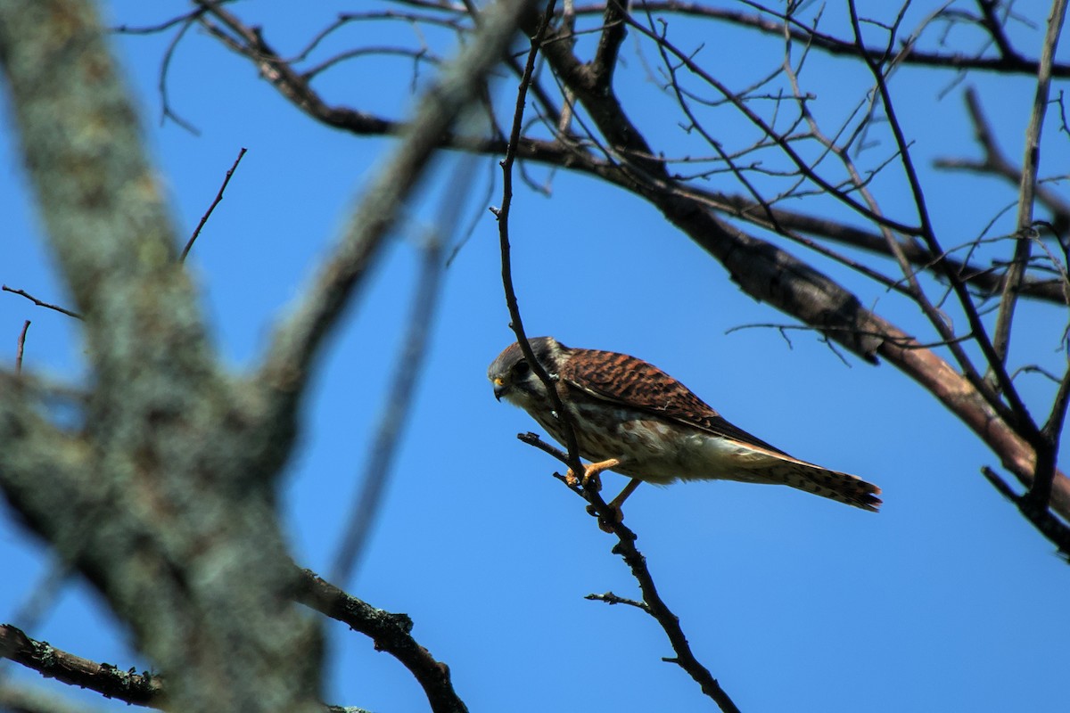 American Kestrel - Daniel Savoie