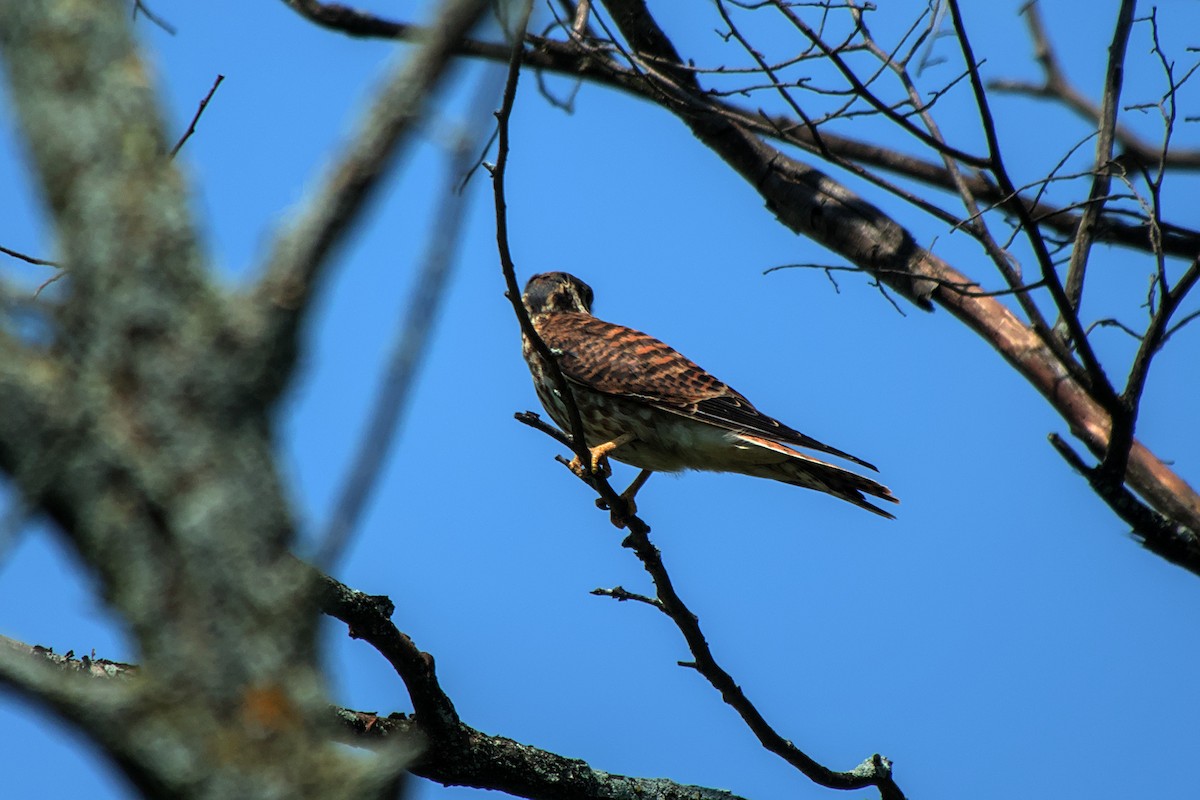 American Kestrel - ML622773841