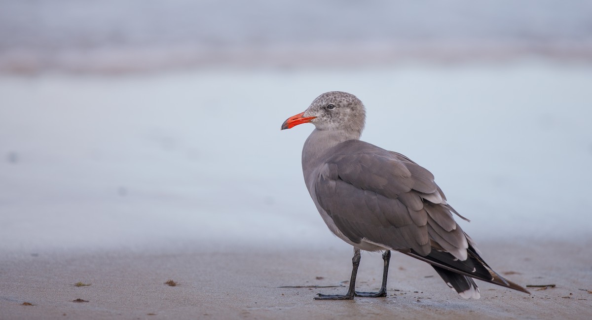 Heermann's Gull - ML622773847