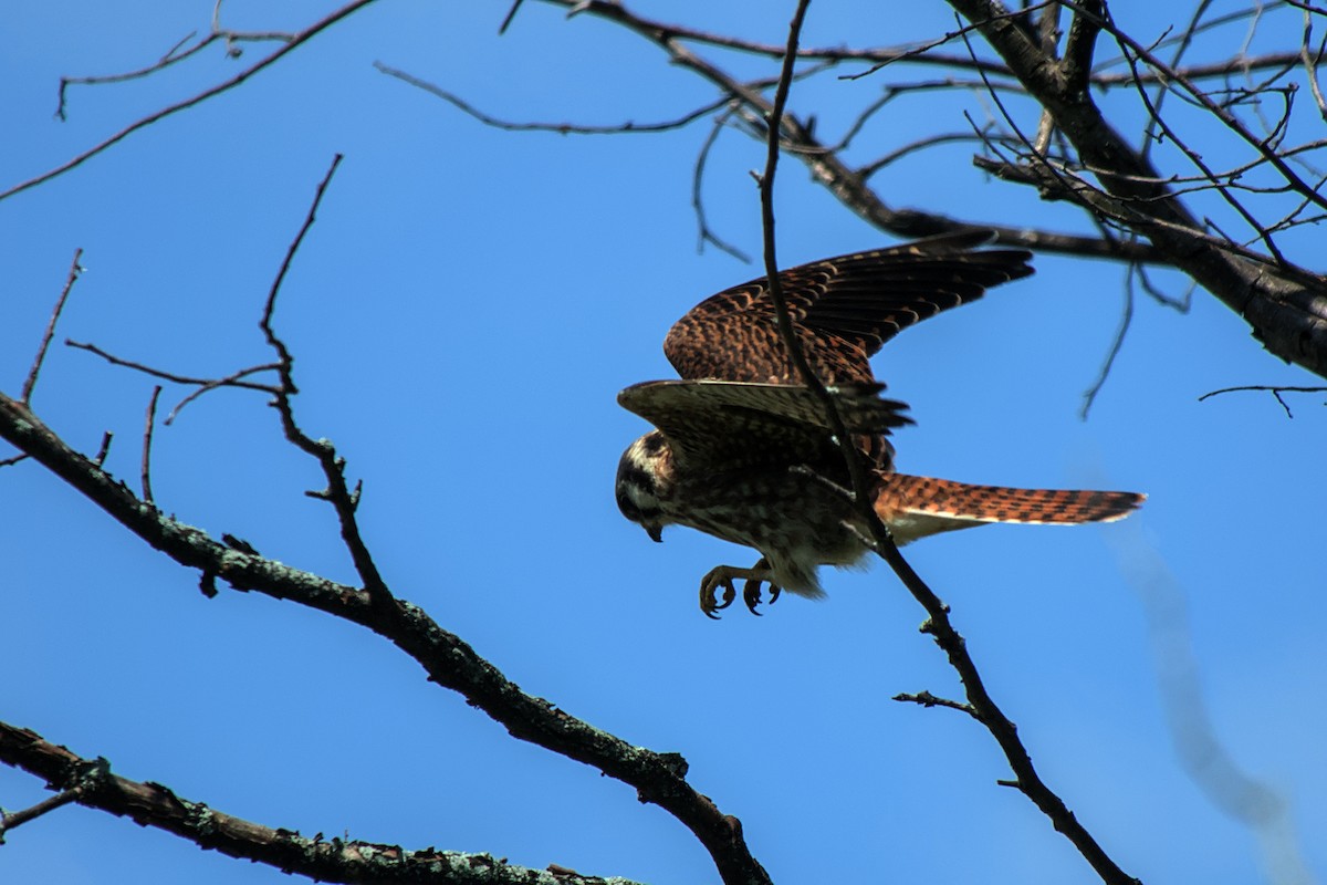 American Kestrel - ML622773849