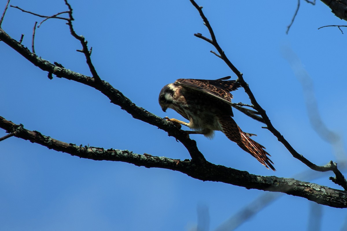 American Kestrel - ML622773850