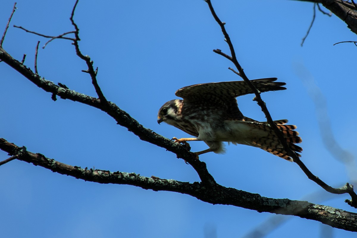 American Kestrel - ML622773851