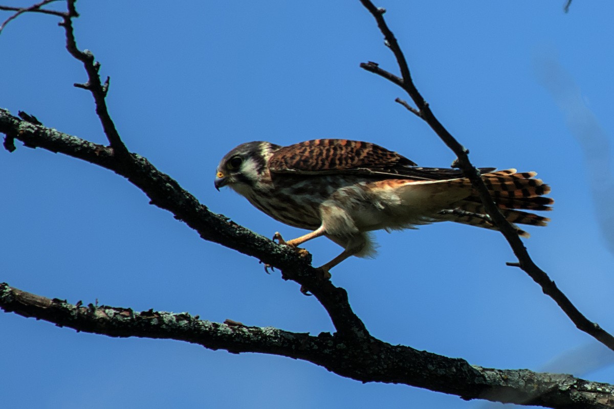 American Kestrel - ML622773852