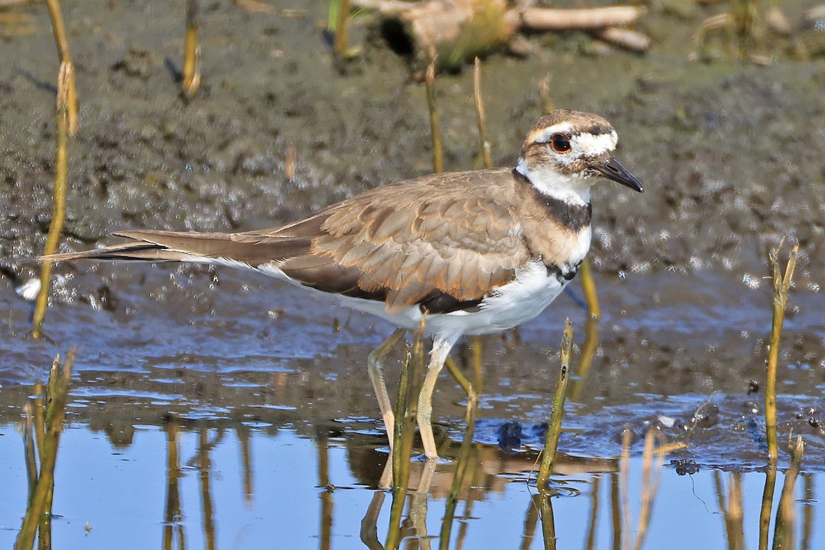 Killdeer - Leland Shaum