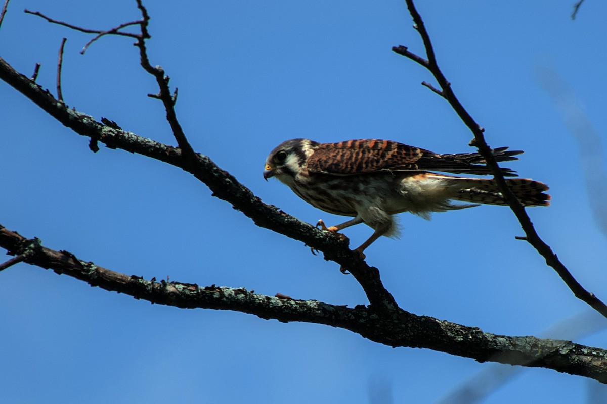 American Kestrel - ML622773856