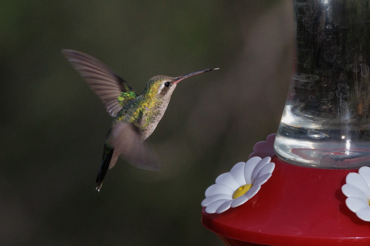 Broad-billed Hummingbird - André Turcot