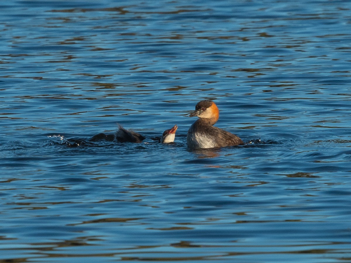 Madagascar Grebe - ML622773859