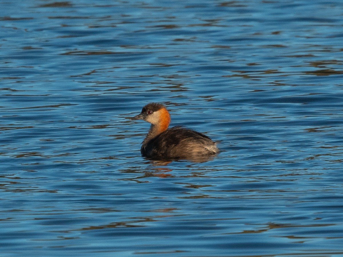Madagascar Grebe - ML622773863