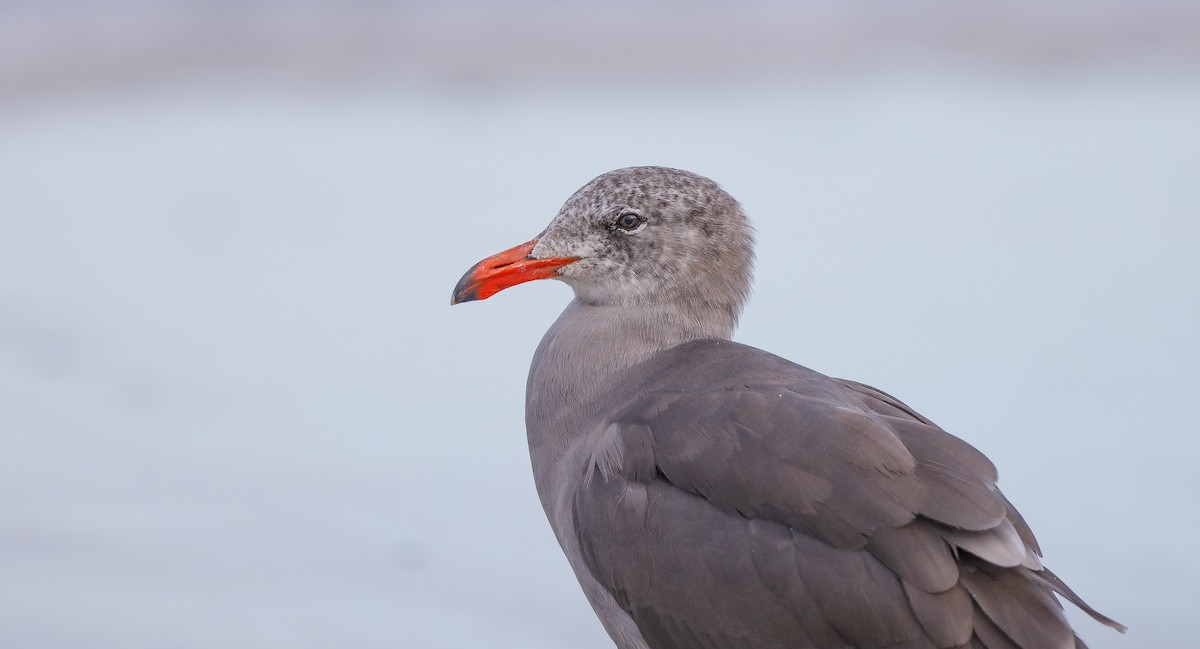 Heermann's Gull - ML622773870