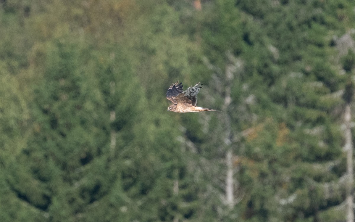 Pallid Harrier - ML622773875