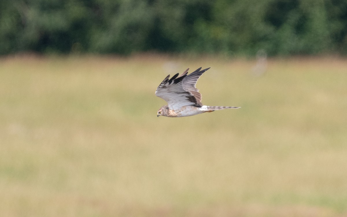 Pallid Harrier - ML622773885