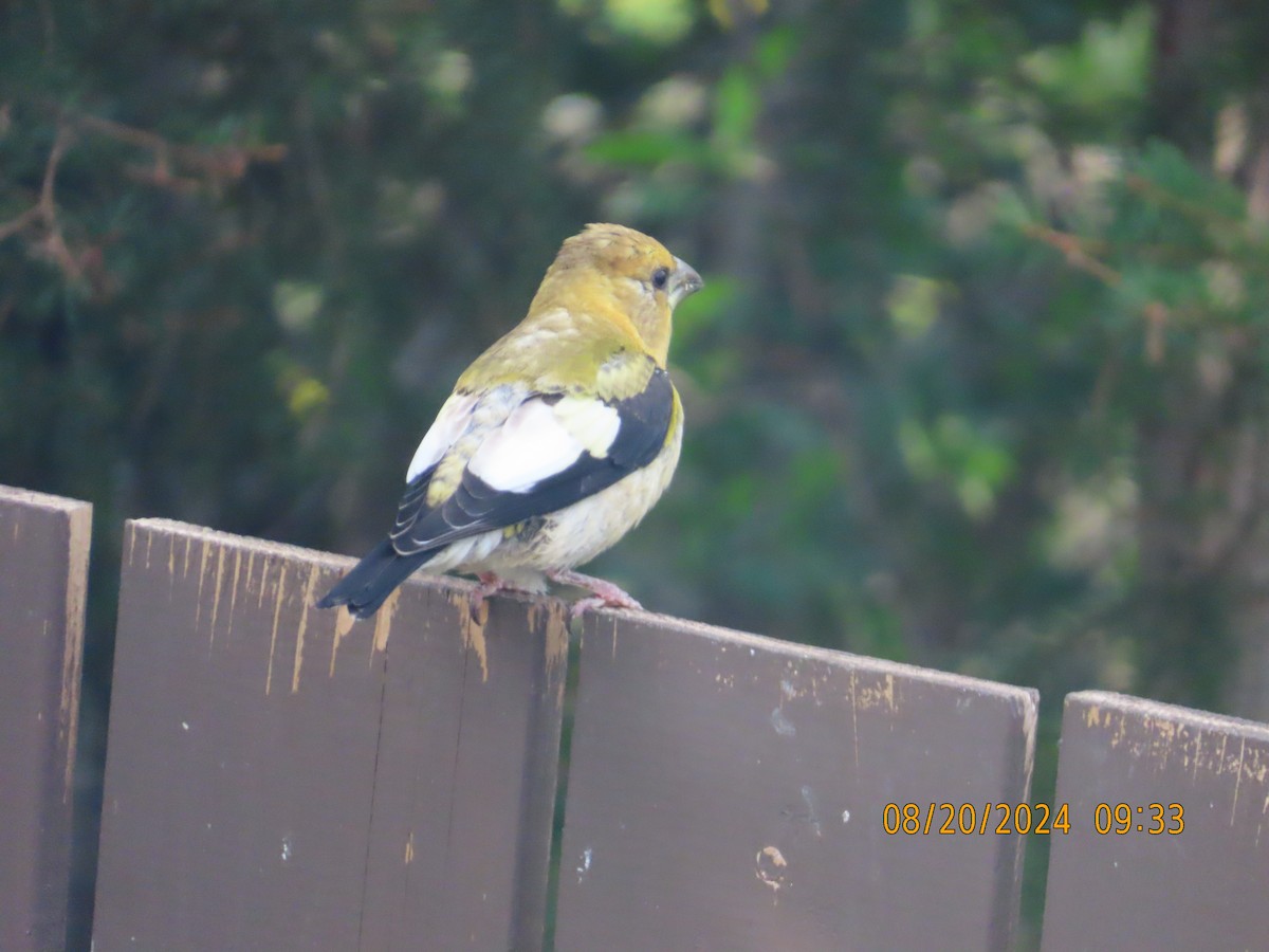 Evening Grosbeak - gabrielle jastrebski