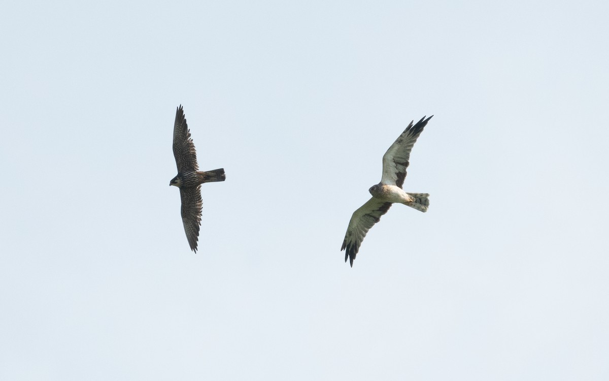 Pallid Harrier - ML622773890
