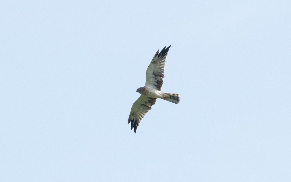 Pallid Harrier - ML622773898