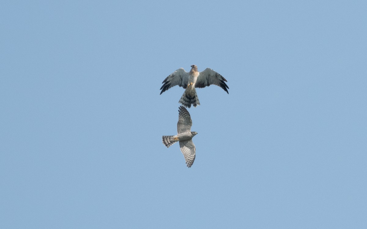 Pallid Harrier - ML622773899