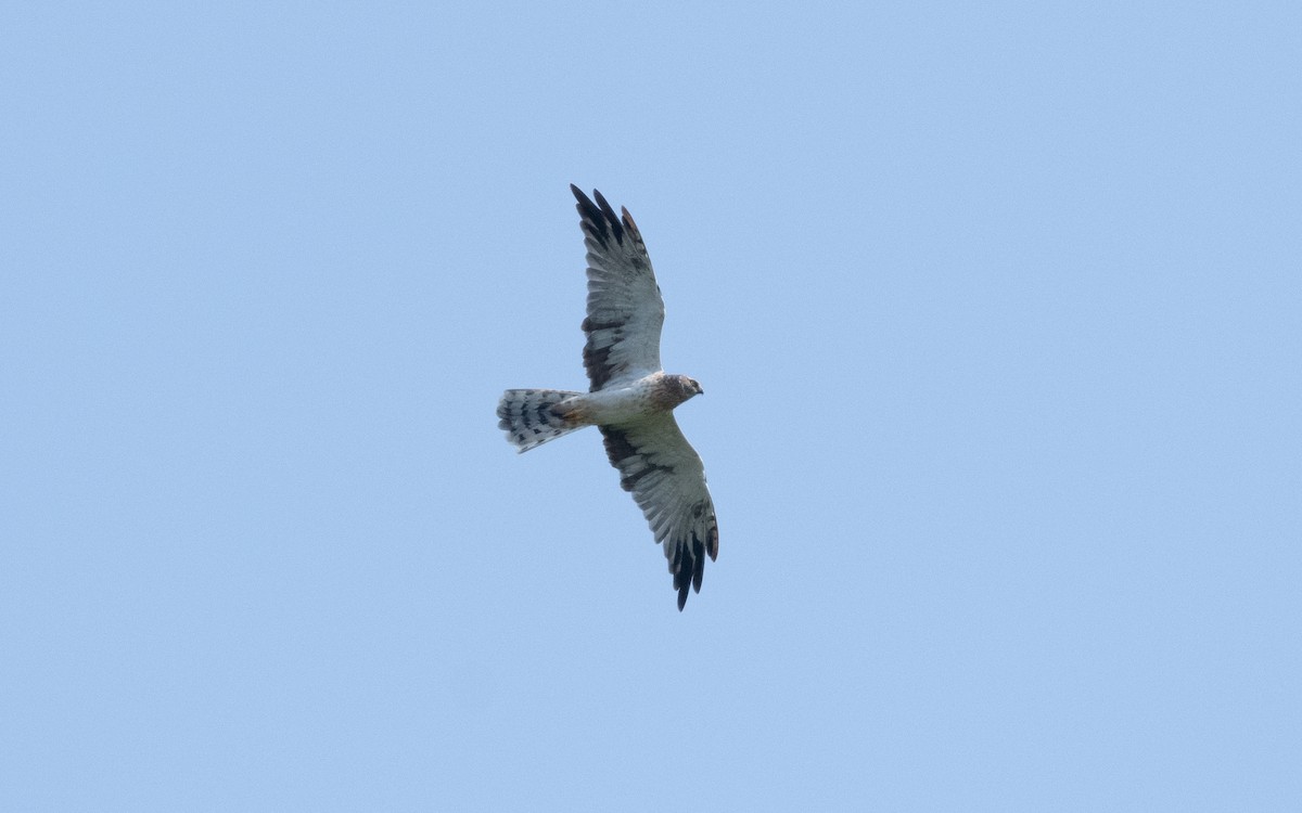 Pallid Harrier - ML622773900